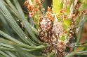 Xysticus_ZZ454_D2987_Z_86_NP De Hoge Veluwe_Nederland